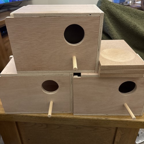 Budgie nesting allevamento - 3,